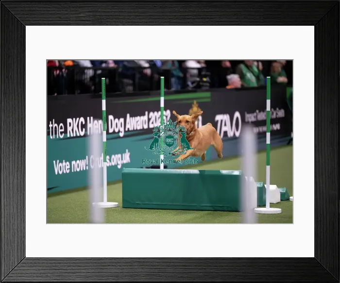 Framed Print : ABC Agility Framed Print : ABC Agility