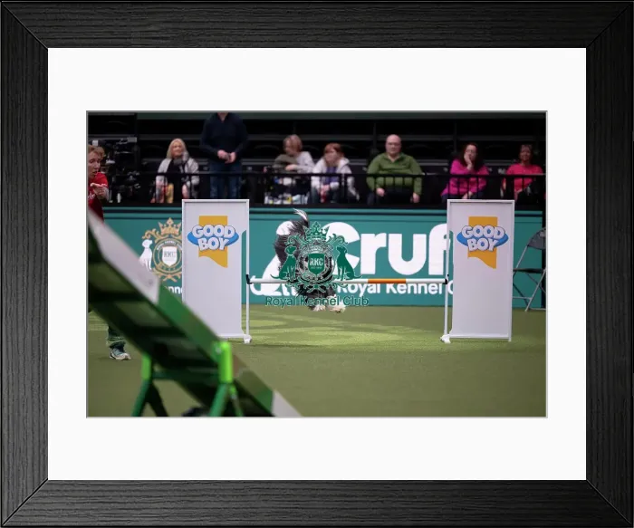 Framed Print : ABC Agility Framed Print : ABC Agility