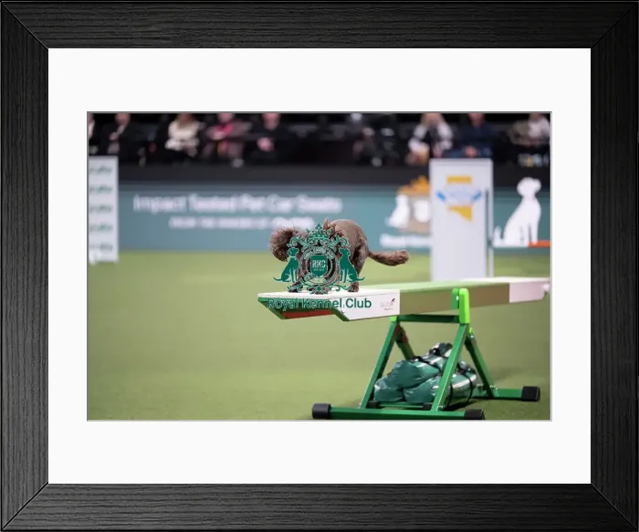 Framed Print : ABC Agility Framed Print : ABC Agility