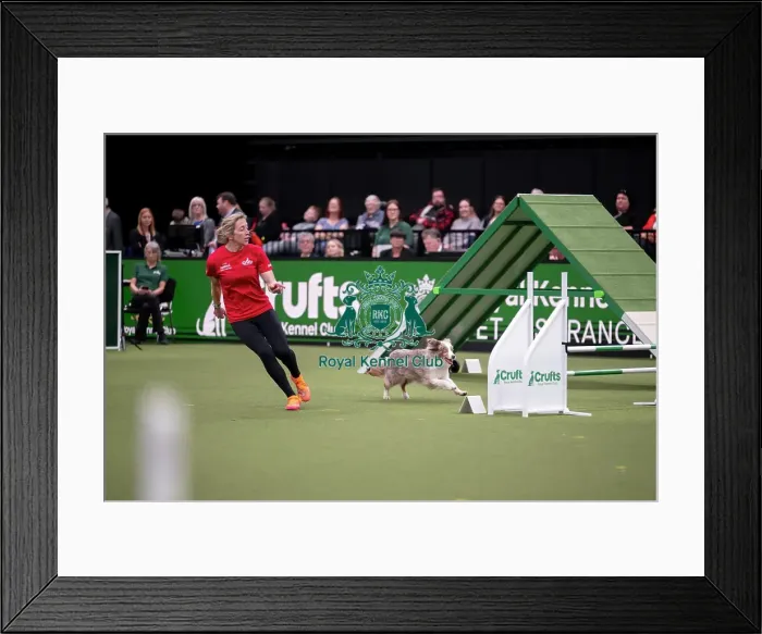 Framed Print : ABC Agility Framed Print : ABC Agility