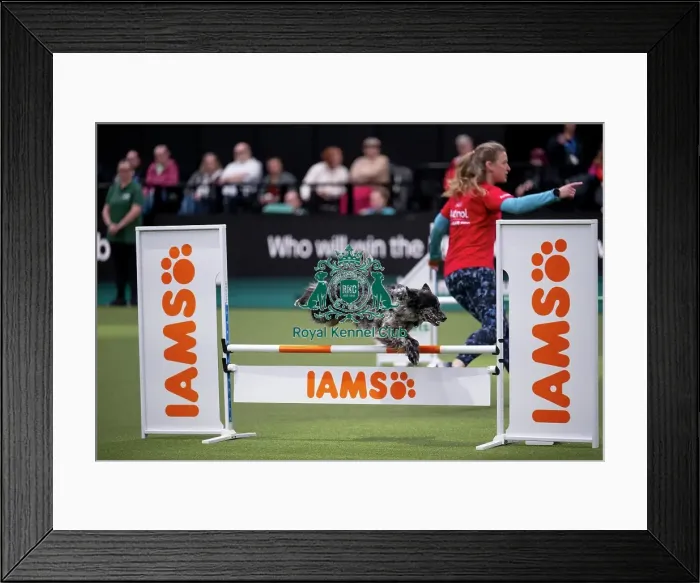 Framed Print : ABC Agility Framed Print : ABC Agility