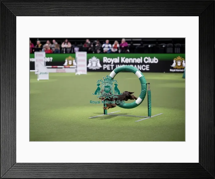 Framed Print : ABC Agility Framed Print : ABC Agility