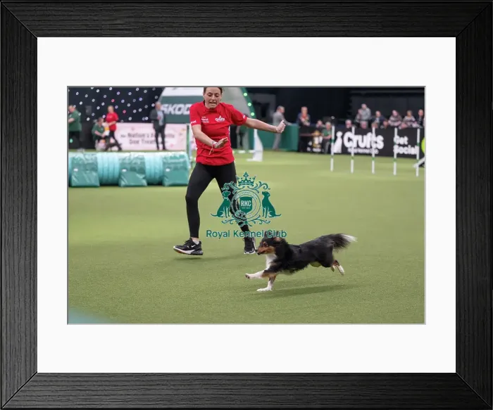 Framed Print : Agility Championships Small / Medium Final