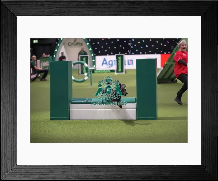 Framed Print : Agility Championships Small / Medium Final