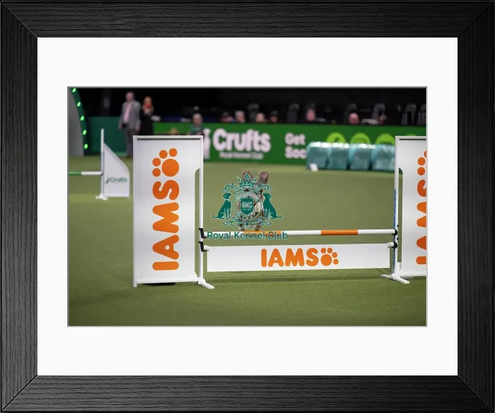 Framed Print : Agility Championships Small / Medium Final