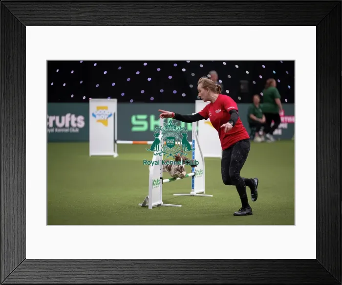 Framed Print : Agility Championships Small / Medium Final