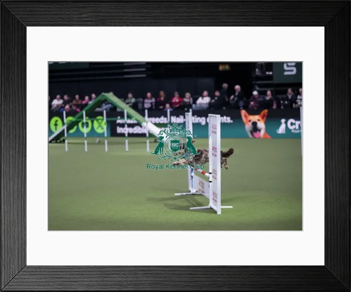Framed Print : Agility Championships Small / Medium Final