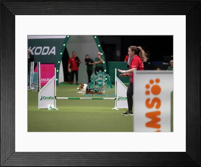 Framed Print : Agility Championships Small / Medium Final