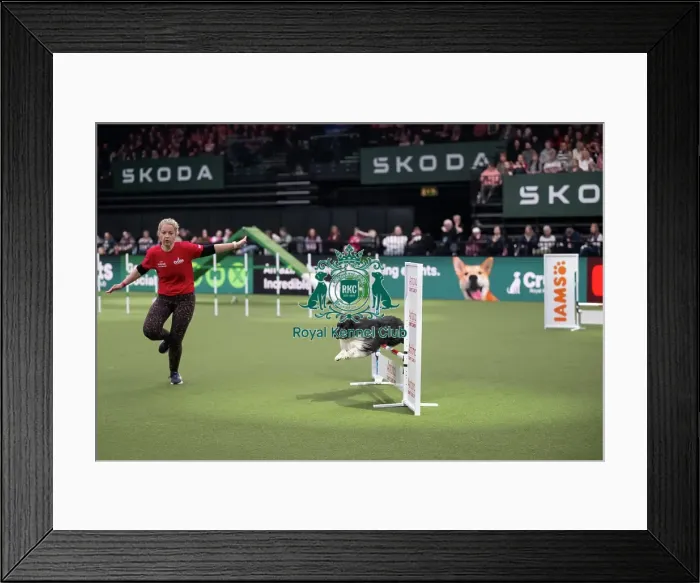 Framed Print : Agility Championships Small / Medium Final