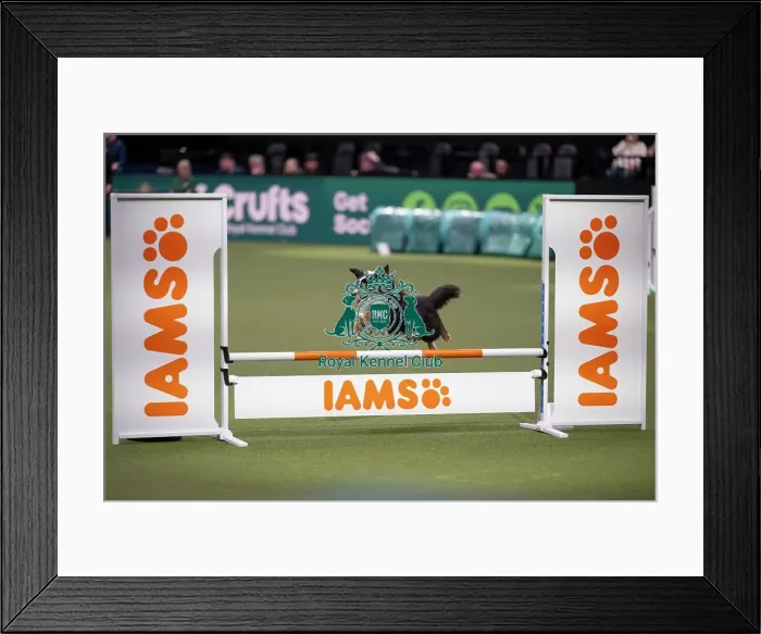 Framed Print : Agility Championships Small / Medium Final