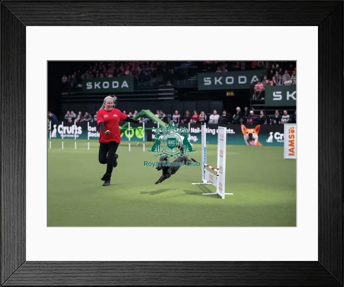 Framed Print : Agility Championships Small / Medium Final