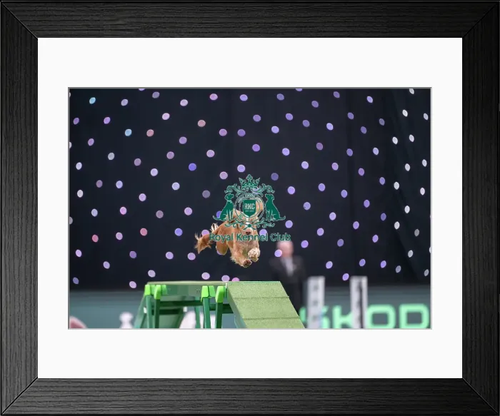 Framed Print : Agility Championships Small / Medium Final