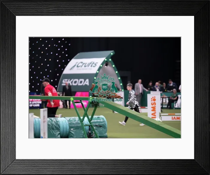 Framed Print : Agility Championships Small / Medium Final