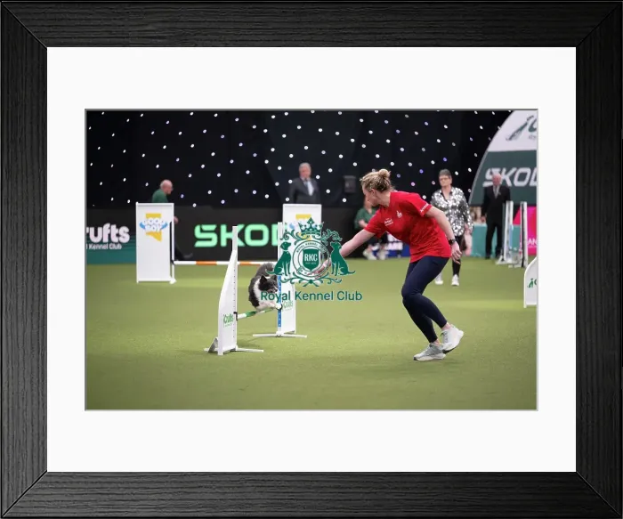 Framed Print : Agility Championships Small / Medium Final