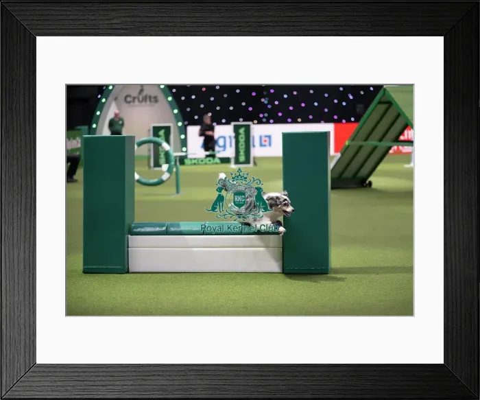 Framed Print : Agility Championships Small / Medium Final Framed Print : Agility Championships Small / Medium Final