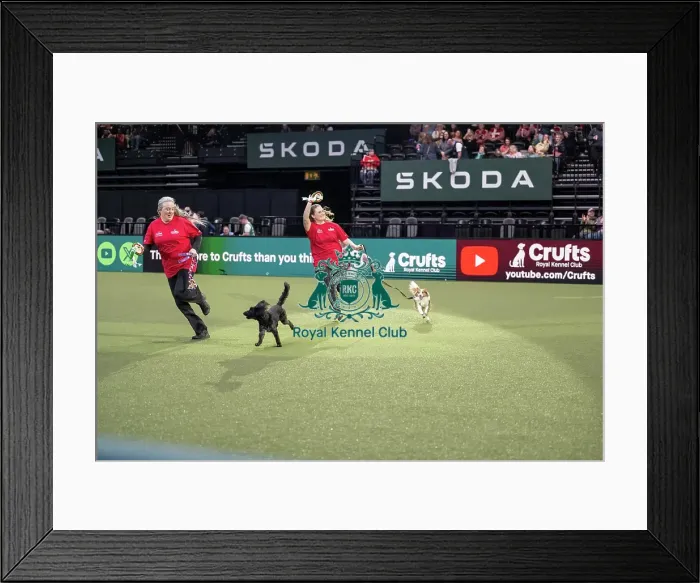 Framed Print : Agility Championships Small / Medium Final