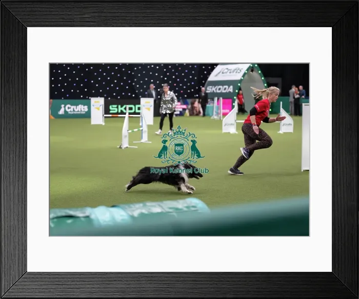 Framed Print : Agility Championships Small / Medium Final