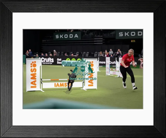 Framed Print : Agility Championships Small / Medium Final
