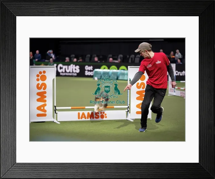 Framed Print : Agility Championships Small / Medium Final