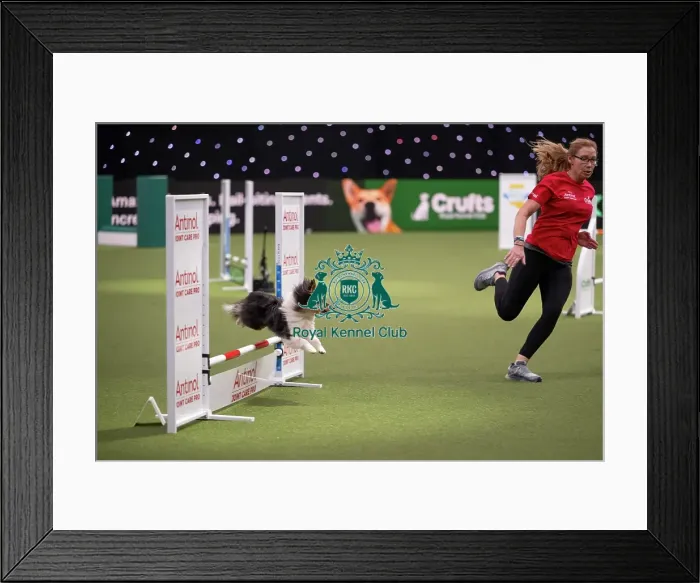 Framed Print : Agility Championships Small / Medium Final