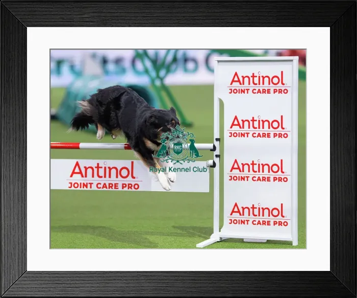 Framed Print : International Junior Handling Final Winner - Crufts 2026 International Junior Handling Final Winner - Crufts 2026 Framed Print : International Junior Handling Final Winner - Crufts 2026 International Junior Handling Final Winner - Crufts 2026