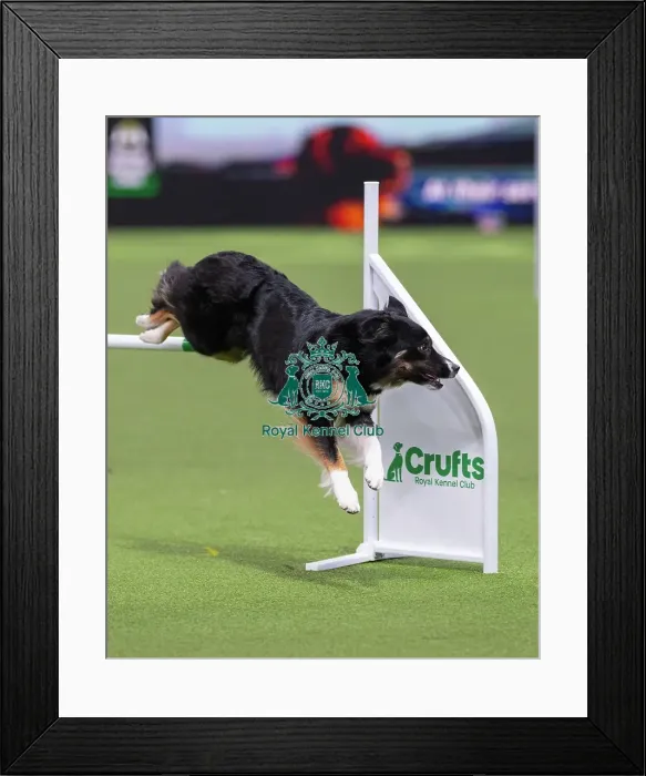 Framed Print : International Junior Handling Final Winner - Crufts 2026 International Junior Handling Final Winner - Crufts 2026 Framed Print : International Junior Handling Final Winner - Crufts 2026 International Junior Handling Final Winner - Crufts 2026