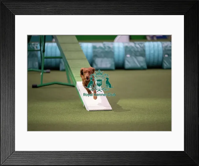 Framed Print : Crufts Novice Cup Agility Final