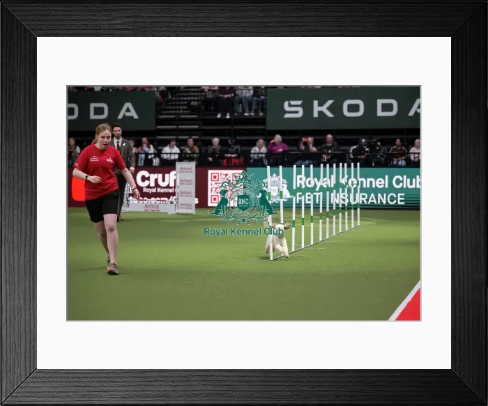Framed Print : Crufts Novice Cup Agility Final Framed Print : Crufts Novice Cup Agility Final