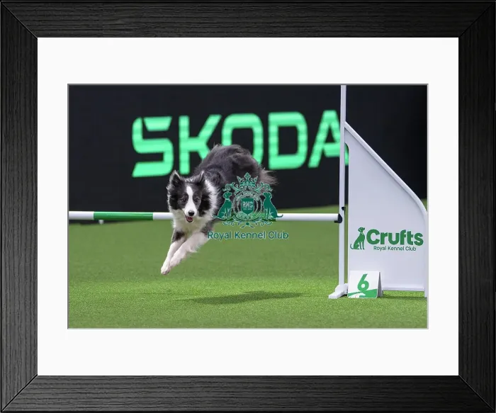 Framed Print : Border Collie - Agility Singles, Crufts 2026 Border Collie - Agility Singles, Crufts 2026 Framed Print : Border Collie - Agility Singles, Crufts 2026 Border Collie - Agility Singles, Crufts 2026