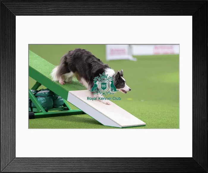 Framed Print : Border Collie - Agility Singles, Crufts 2026 Border Collie - Agility Singles, Crufts 2026 Framed Print : Border Collie - Agility Singles, Crufts 2026 Border Collie - Agility Singles, Crufts 2026