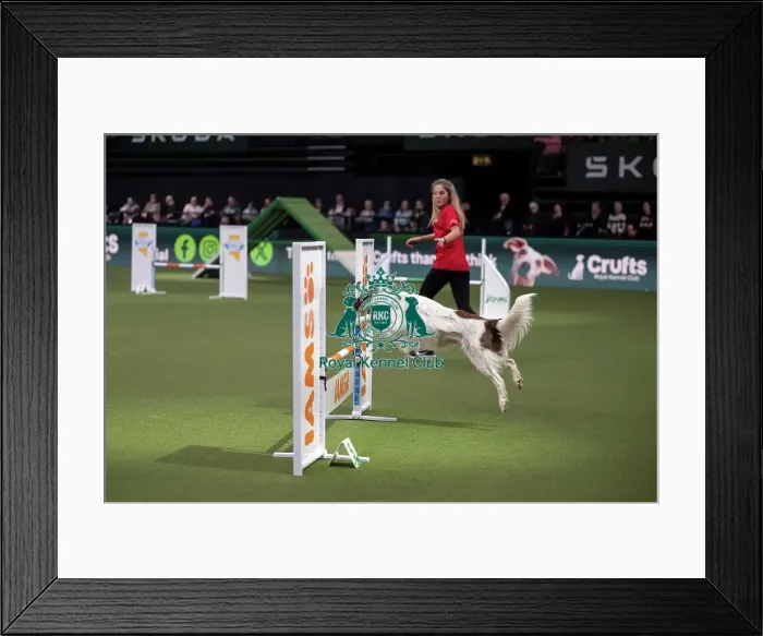 Framed Print : Crufts Novice Cup Agility Final