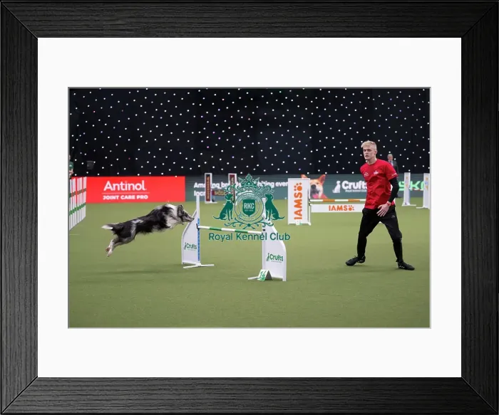 Framed Print : Crufts Novice Cup Agility Final