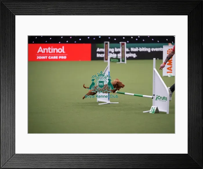 Framed Print : Crufts Novice Cup Agility Final