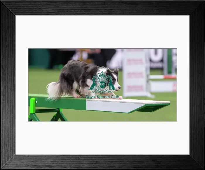 Framed Print : Border Collie - Agility Singles, Crufts 2026 Border Collie - Agility Singles, Crufts 2026 Framed Print : Border Collie - Agility Singles, Crufts 2026 Border Collie - Agility Singles, Crufts 2026