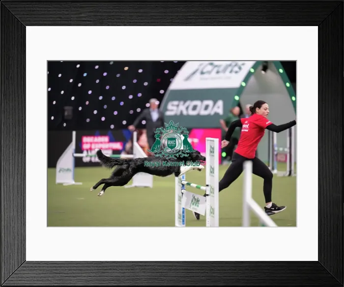 Framed Print : Agility Championships Intermediate / Large final