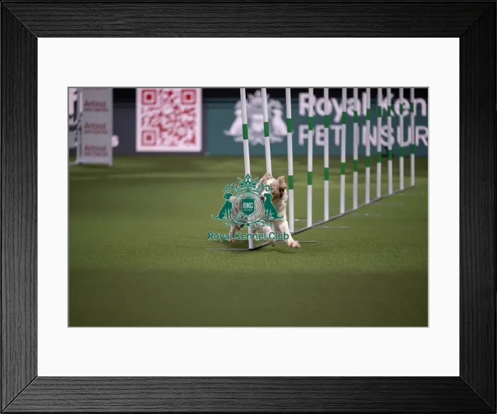 Framed Print : Crufts Novice Cup Agility Final Framed Print : Crufts Novice Cup Agility Final