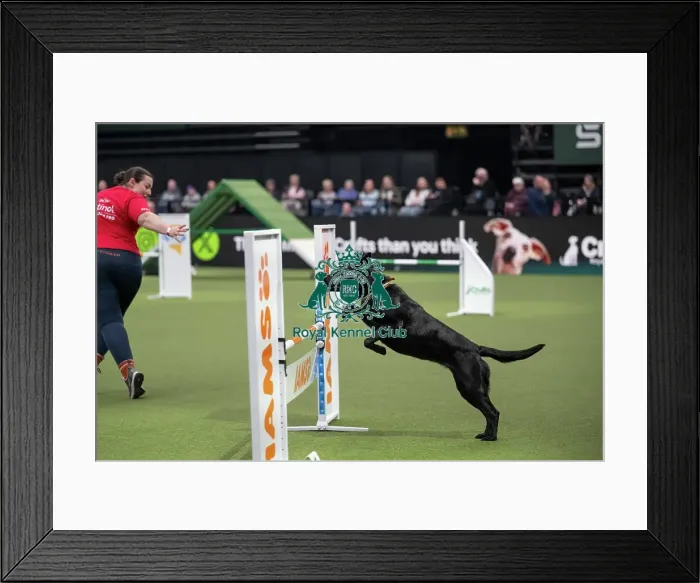 Framed Print : Crufts Novice Cup Agility Final Framed Print : Crufts Novice Cup Agility Final