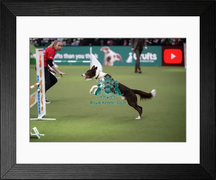 Framed Print : Crufts Novice Cup Agility Final Framed Print : Crufts Novice Cup Agility Final