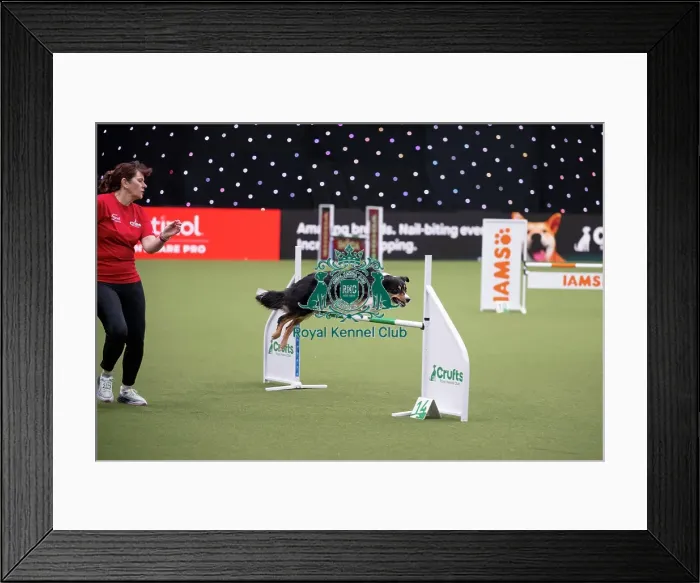 Framed Print : Crufts Novice Cup Agility Final