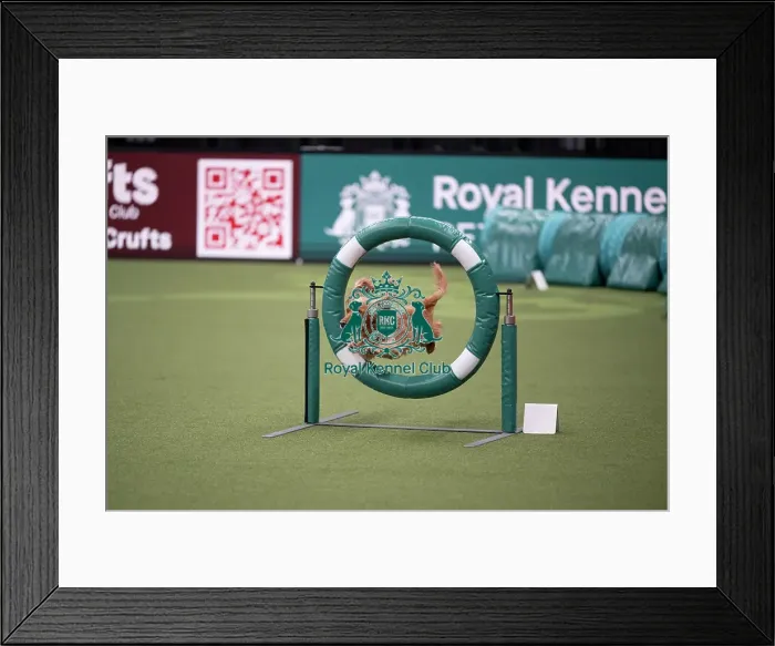 Framed Print : Crufts Novice Cup Agility Final Framed Print : Crufts Novice Cup Agility Final