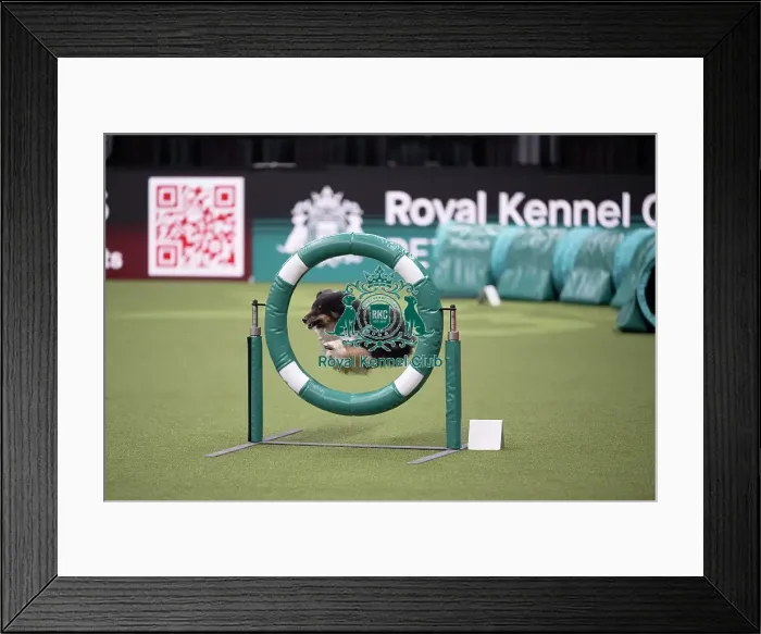 Framed Print : Crufts Novice Cup Agility Final Framed Print : Crufts Novice Cup Agility Final
