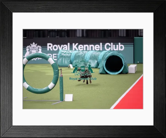 Framed Print : Crufts Novice Cup Agility Final Framed Print : Crufts Novice Cup Agility Final