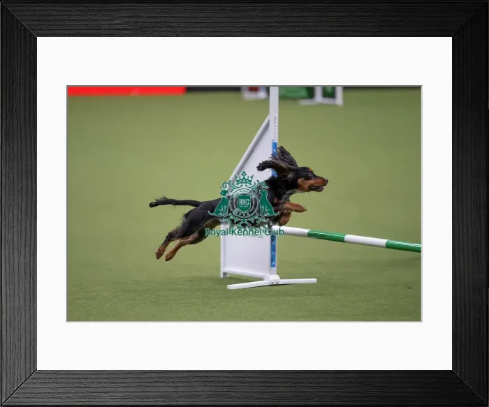 Framed Print : Crufts Novice Cup Agility Final
