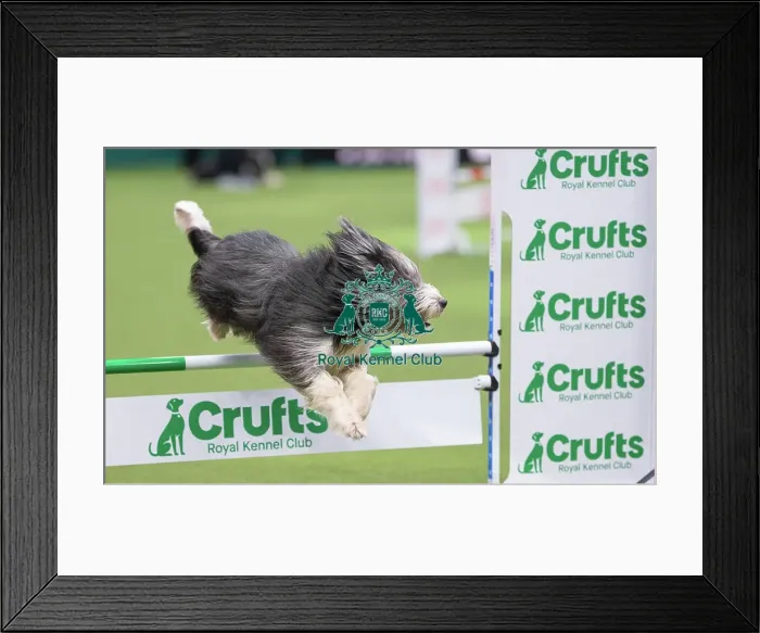 Framed Print : ABC Agility - Agility Jumping, Crufts 2026 ABC Agility - Agility Jumping, Crufts 2026 Framed Print : ABC Agility - Agility Jumping, Crufts 2026 ABC Agility - Agility Jumping, Crufts 2026
