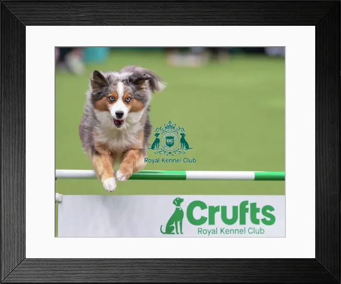 Framed Print : ABC Agility - Agility Jumping, Crufts 2026 ABC Agility - Agility Jumping, Crufts 2026
