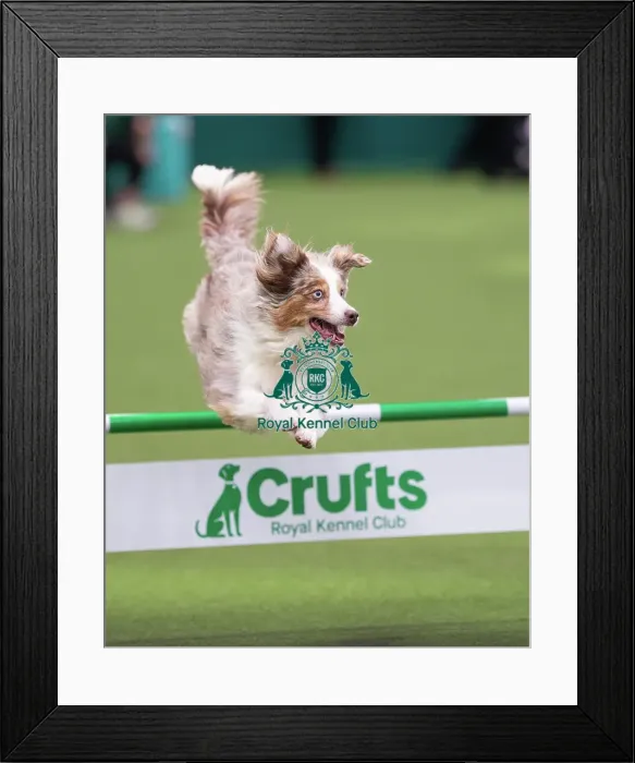 Framed Print : ABC Agility - Agility Jumping, Crufts 2026 ABC Agility - Agility Jumping, Crufts 2026 Framed Print : ABC Agility - Agility Jumping, Crufts 2026 ABC Agility - Agility Jumping, Crufts 2026