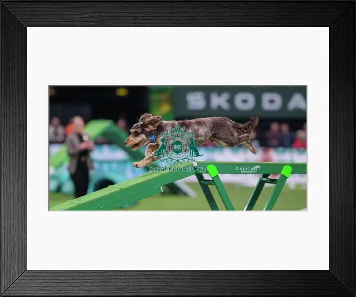 Framed Print : Agility Finals - Dog Walk, Crufts 2026 Agility Finals - Dog Walk, Crufts 2026 Framed Print : Agility Finals - Dog Walk, Crufts 2026 Agility Finals - Dog Walk, Crufts 2026