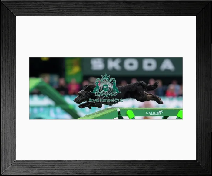 Framed Print : Agility Finals - Dog Walk, Crufts 2026 Agility Finals - Dog Walk, Crufts 2026 Framed Print : Agility Finals - Dog Walk, Crufts 2026 Agility Finals - Dog Walk, Crufts 2026