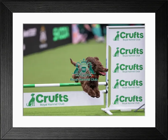 Framed Print : ABC Agility - Agility Jumping, Crufts 2026 ABC Agility - Agility Jumping, Crufts 2026