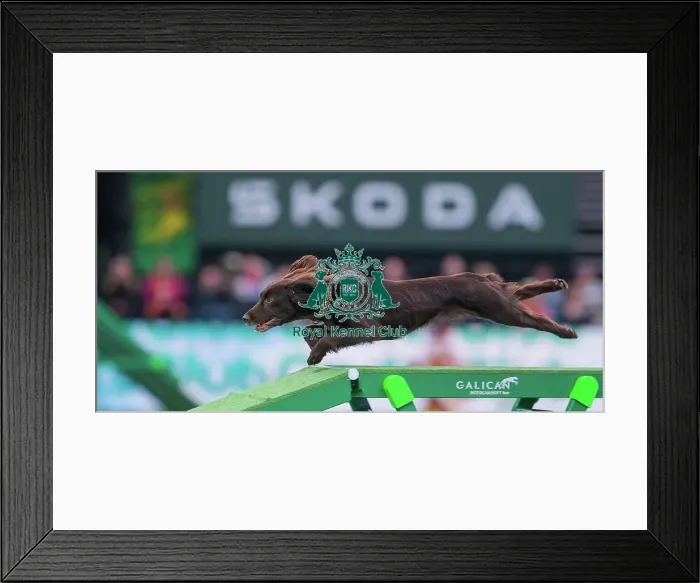 Framed Print : Agility Finals - Dog Walk, Crufts 2026 Agility Finals - Dog Walk, Crufts 2026